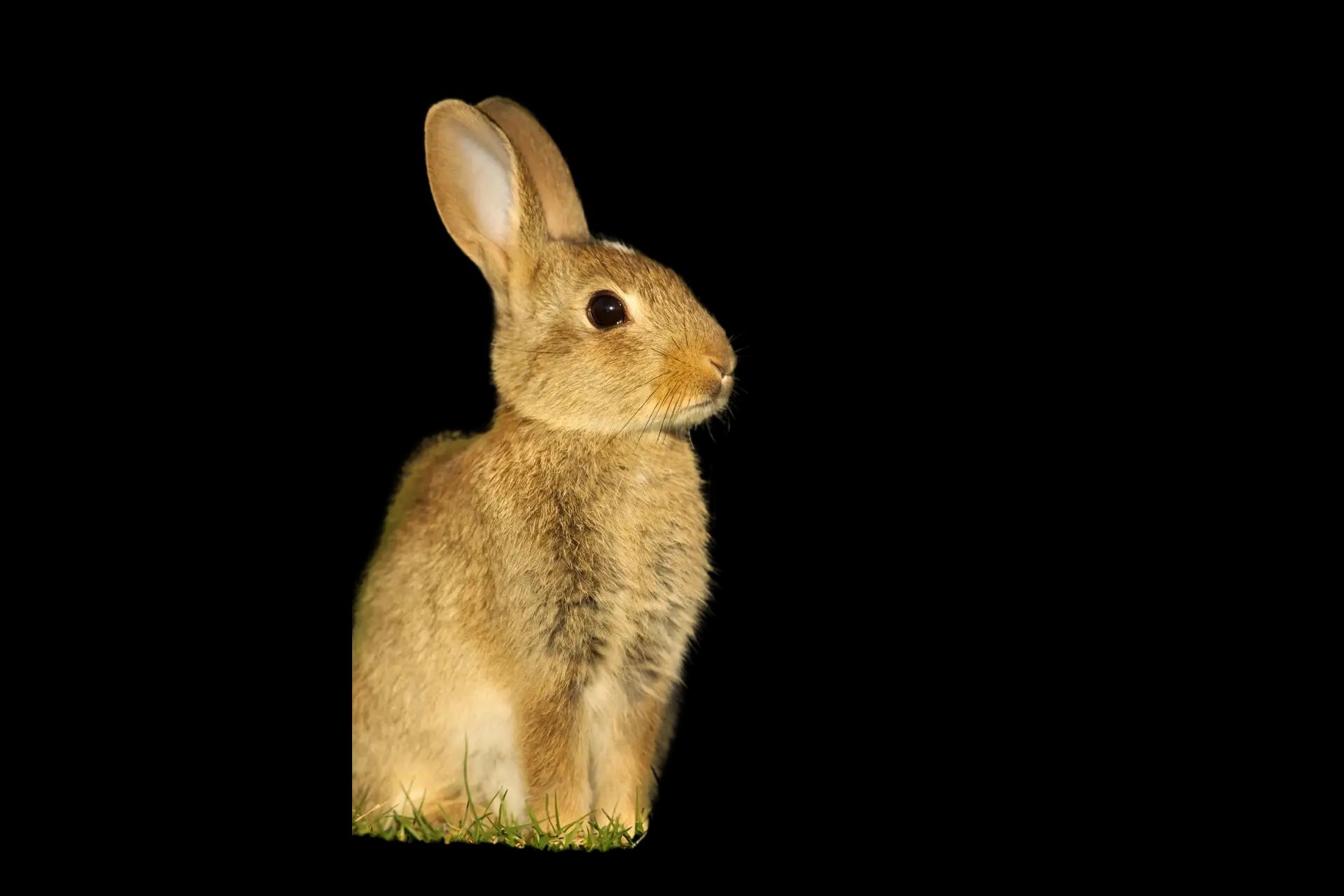 animalerie à Saint-Cyprien