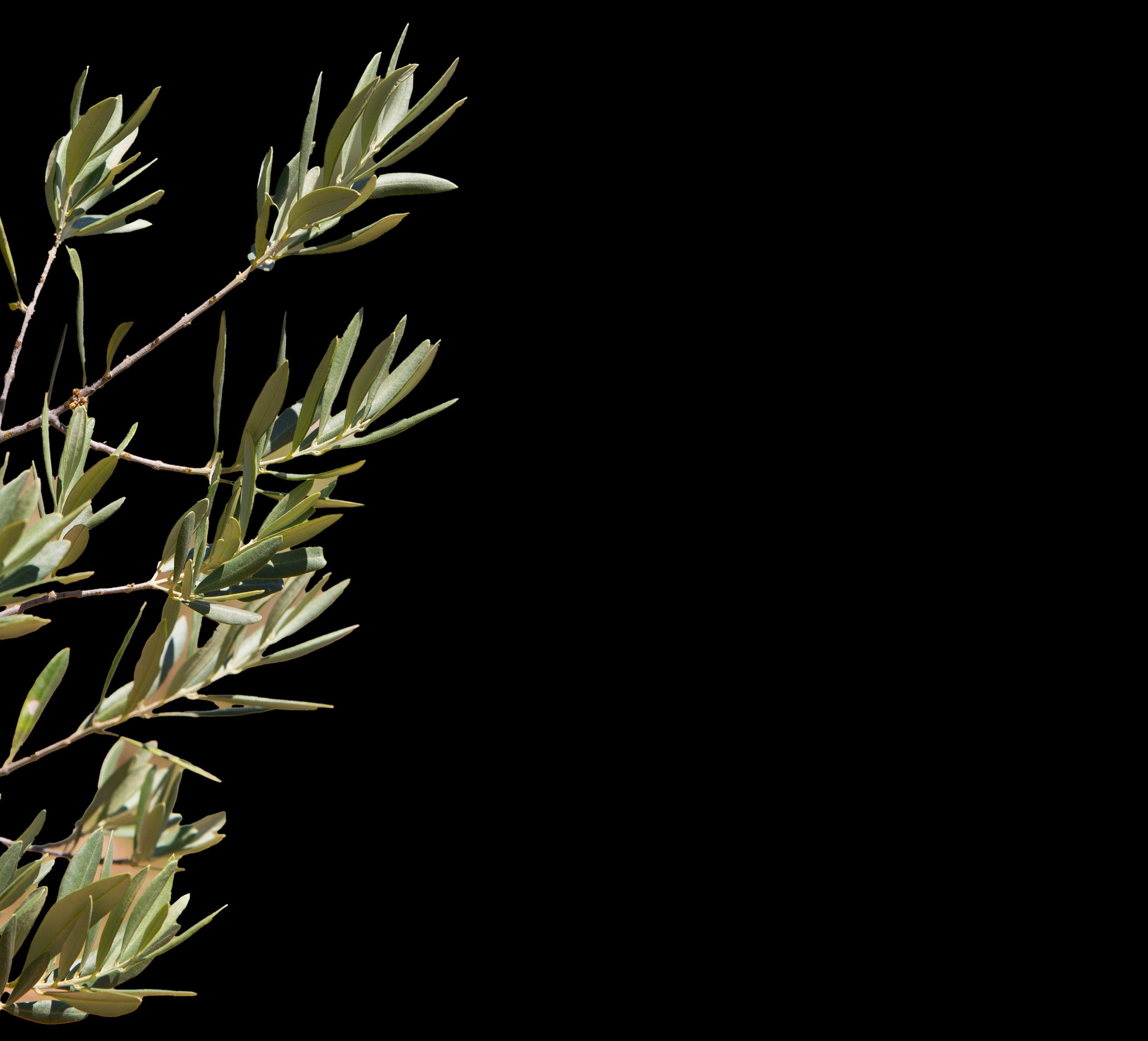 Une variété de plantes dans votre pépinière à Porto-Vecchio