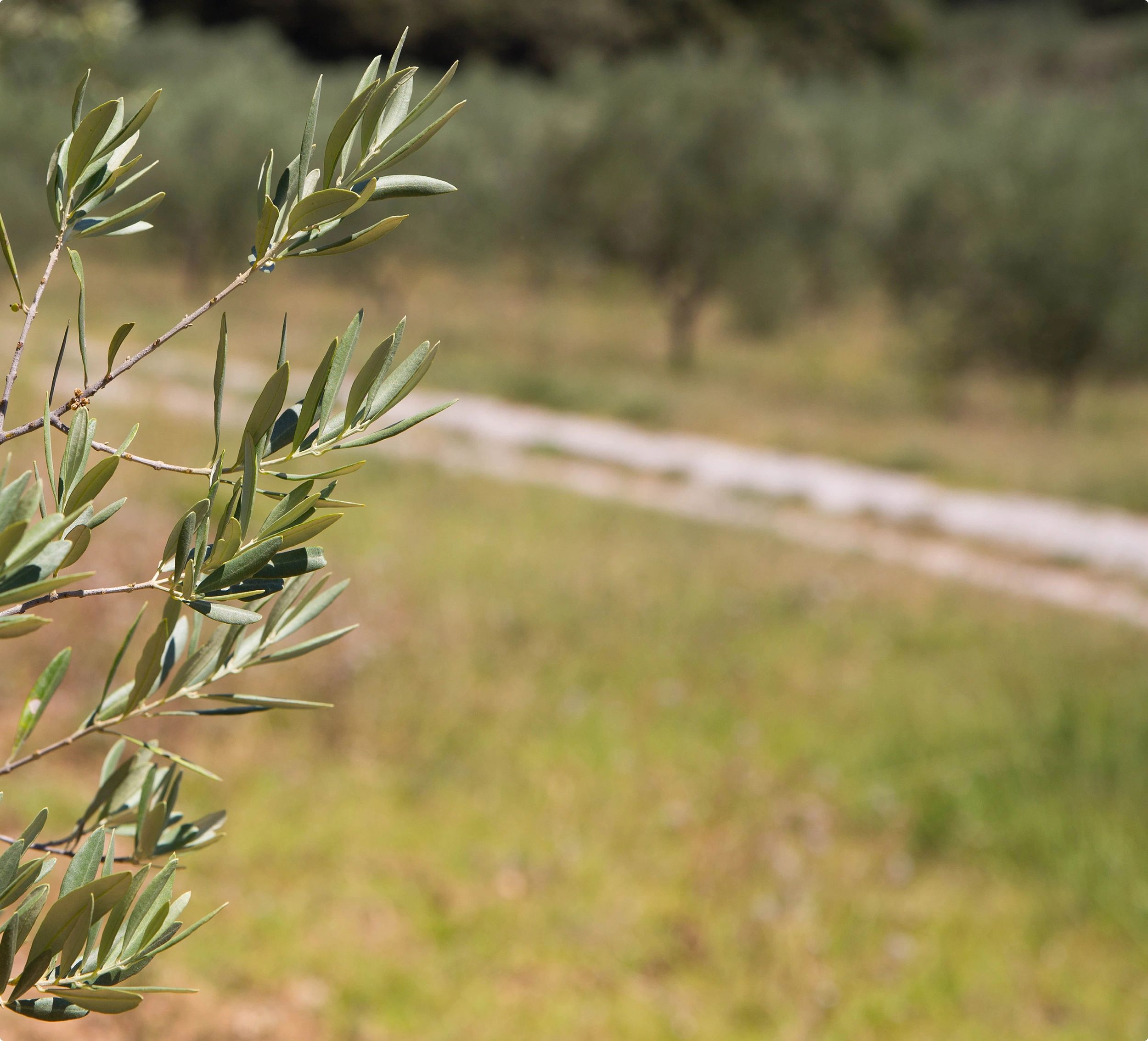 Une variété de plantes dans votre pépinière à Saint-Cyprien